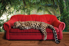 Leopard on red couch Leopard on red couch