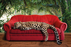 Leopard on red couch Leopard on red couch