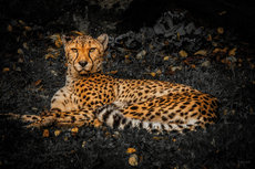 Leopard B&W Background Leopard B&W Background