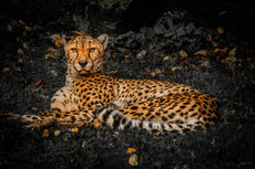Leopard B&W Background Leopard B&W Background