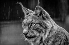 Lynx in Black and White Lynx in Black and White