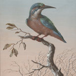 Kingfisher, Barbara Dietzsch Kingfisher, Barbara Dietzsch