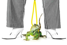 Green Iguna / Striped trousers Green Iguna / Striped trousers