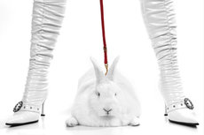 Pit bull bunny/white boots Pit bull bunny/white boots