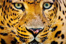 Closeup leopard intens eyes Closeup leopard intens eyes