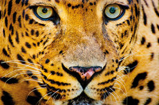 Closeup leopard intens eyes Closeup leopard intens eyes