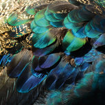 Colorful peacock feathers Colorful peacock feathers