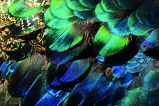Colorful peacock feathers Colorful peacock feathers