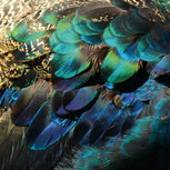 Colorful peacock feathers Colorful peacock feathers
