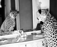 Cheetah looking in mirror Cheetah looking in mirror