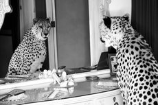 Cheetah looking in mirror Cheetah looking in mirror