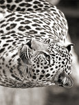 Portrait of leopard, South Afr Portrait of leopard, South Afr
