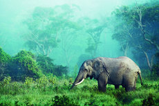 African Elephant, Ngorongoro African Elephant, Ngorongoro