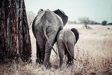 Elephants mother and child Elephants mother and child