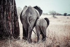 Elephants mother and child Elephants mother and child