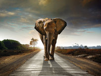 Elephant walking on a road Elephant walking on a road
