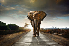Elephant walking on a road Elephant walking on a road