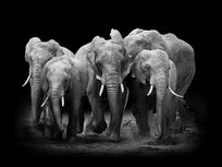 Elephant on dark background Elephant on dark background