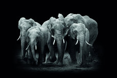 Elephant on dark background Elephant on dark background