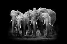 Elephant on dark background Elephant on dark background