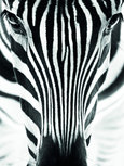 Closeup portrait of a zebra Closeup portrait of a zebra