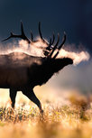 Male Elk with full set antlers Male Elk with full set antlers