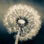 Black and white dandeLion Black and white dandeLion