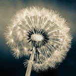 Black and white dandeLion Black and white dandeLion