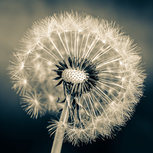 Black and white dandeLion Black and white dandeLion
