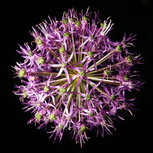 Onion Flowerser, fireworks Onion Flowerser, fireworks