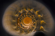 Macro detail of a sea shell Macro detail of a sea shell