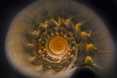 Macro detail of a sea shell Macro detail of a sea shell