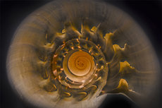 Macro detail of a sea shell Macro detail of a sea shell