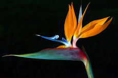 Birds & Butterflies of Paradise Flowerser 2 Birds & Butterflies of Paradise Flowerser 2