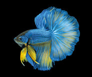 Isolated Blue Yellow Long Tail Isolated Blue Yellow Long Tail