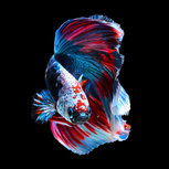 Betta fish, siamese fighting Betta fish, siamese fighting