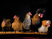 Different Specialsies of chickens Different Specialsies of chickens