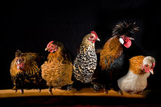 Different Specialsies of chickens Different Specialsies of chickens