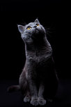 Cute cat looking up sitting Cute cat looking up sitting