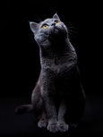 Cute cat looking up sitting Cute cat looking up sitting