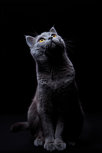 Cute cat looking up sitting Cute cat looking up sitting