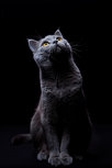 Cute cat looking up sitting Cute cat looking up sitting