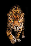 Spotted wild cat - Panther Spotted wild cat - Panther