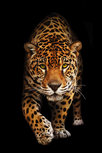 Spotted wild cat - Panther Spotted wild cat - Panther