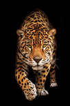 Spotted wild cat - Panther Spotted wild cat - Panther