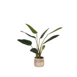 Berghuis Strelitzia - Groen - Kunststof - 100 cm Berghuis Strelitzia - Groen - Kunststof - 100 cm
