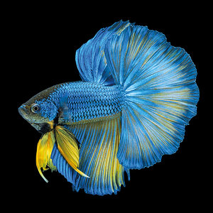 Isolated Blue Yellow Long Tail